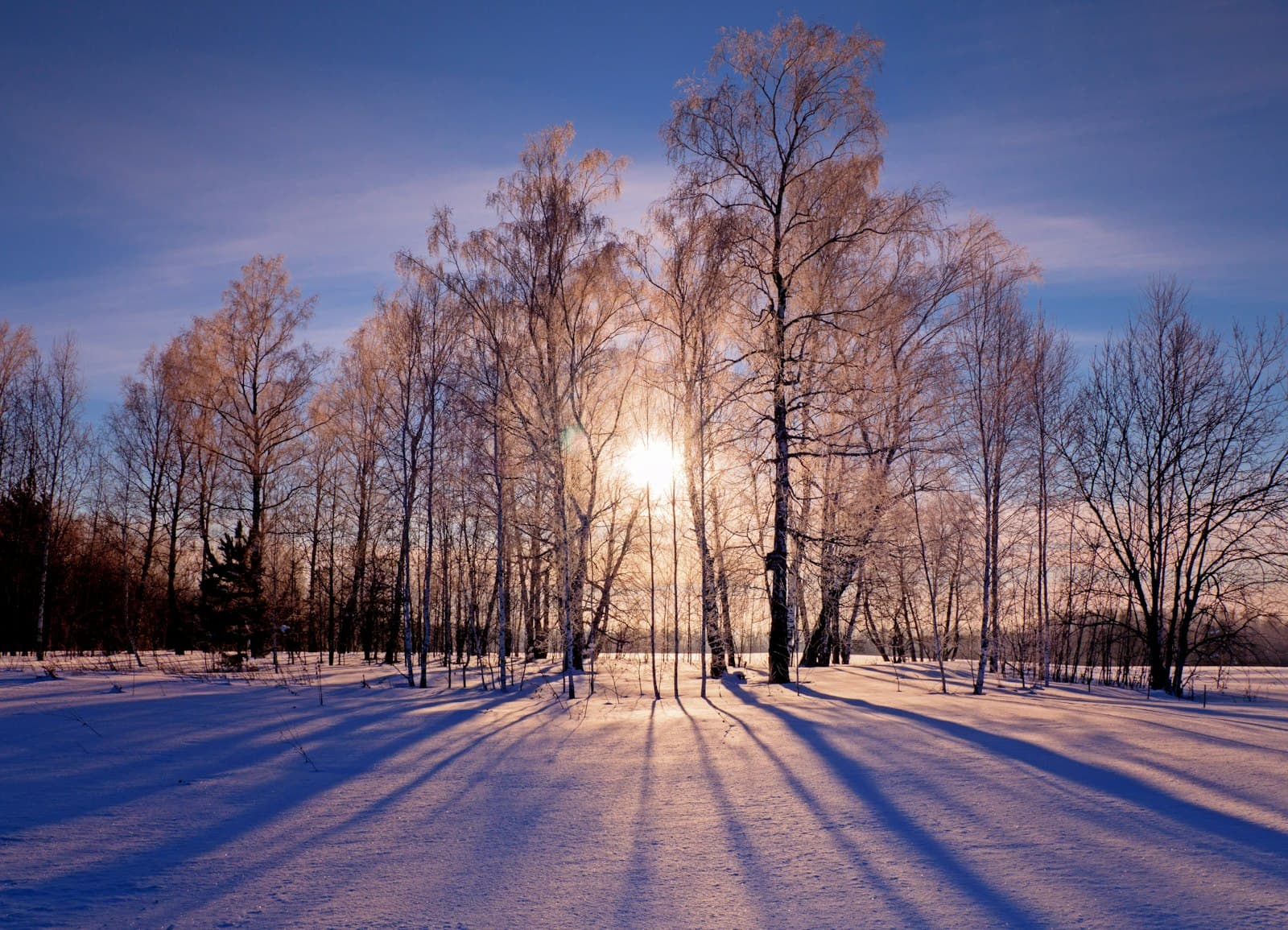Low winter sun shining through frosted birch trees over snow