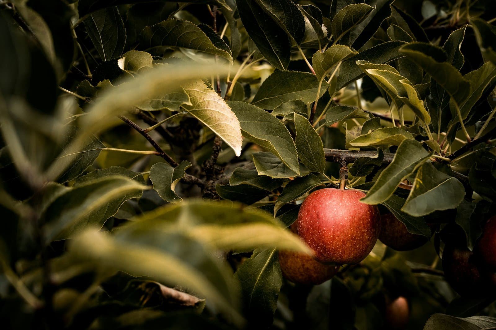 Red apples hanging among green leaves on a tree