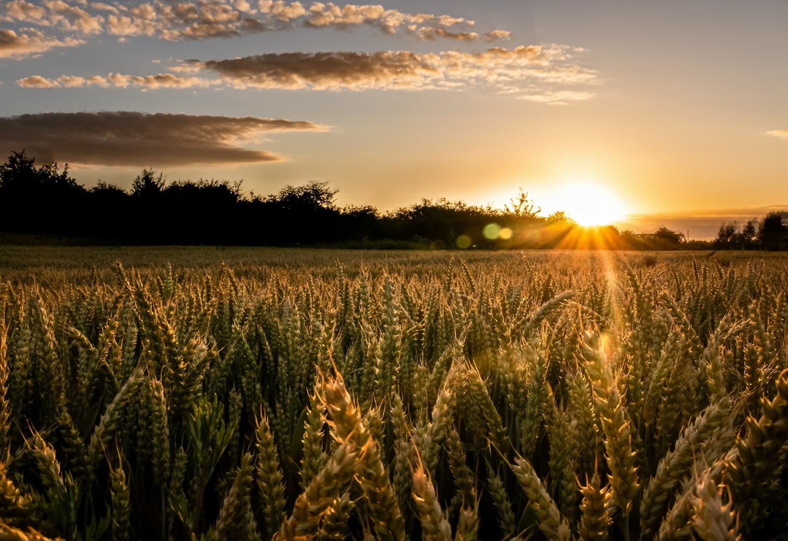 Wheat field under a warm low sun