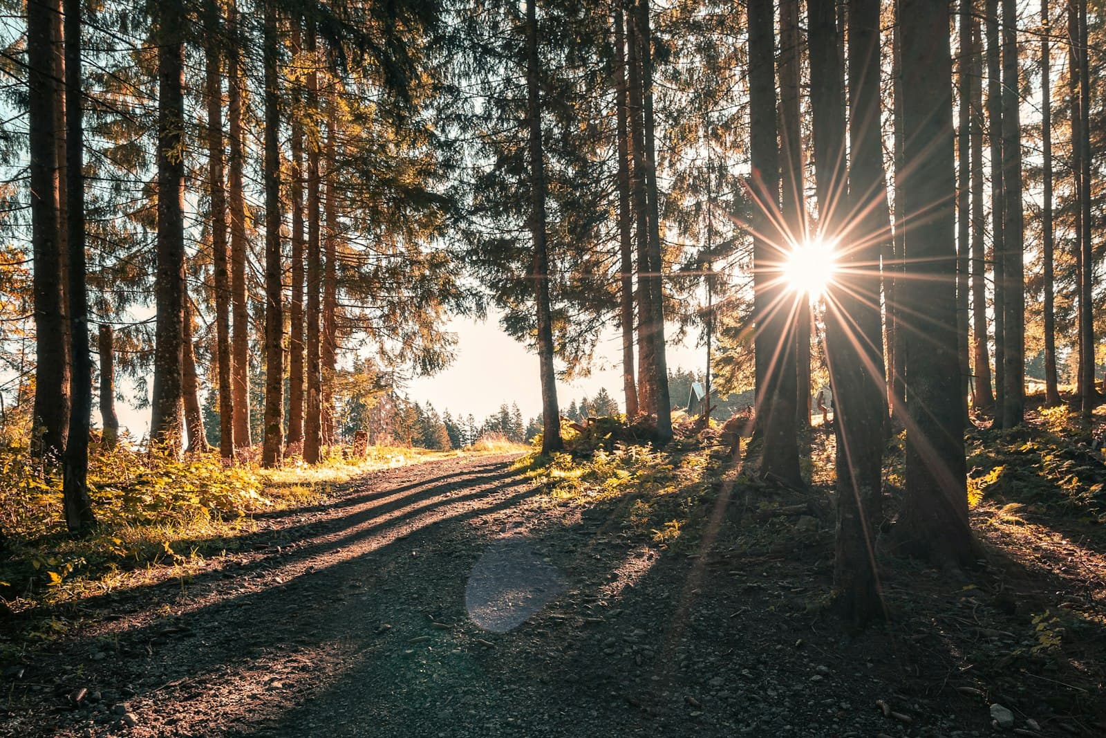 Dirt road through a pine forest with the sun low between the trees
