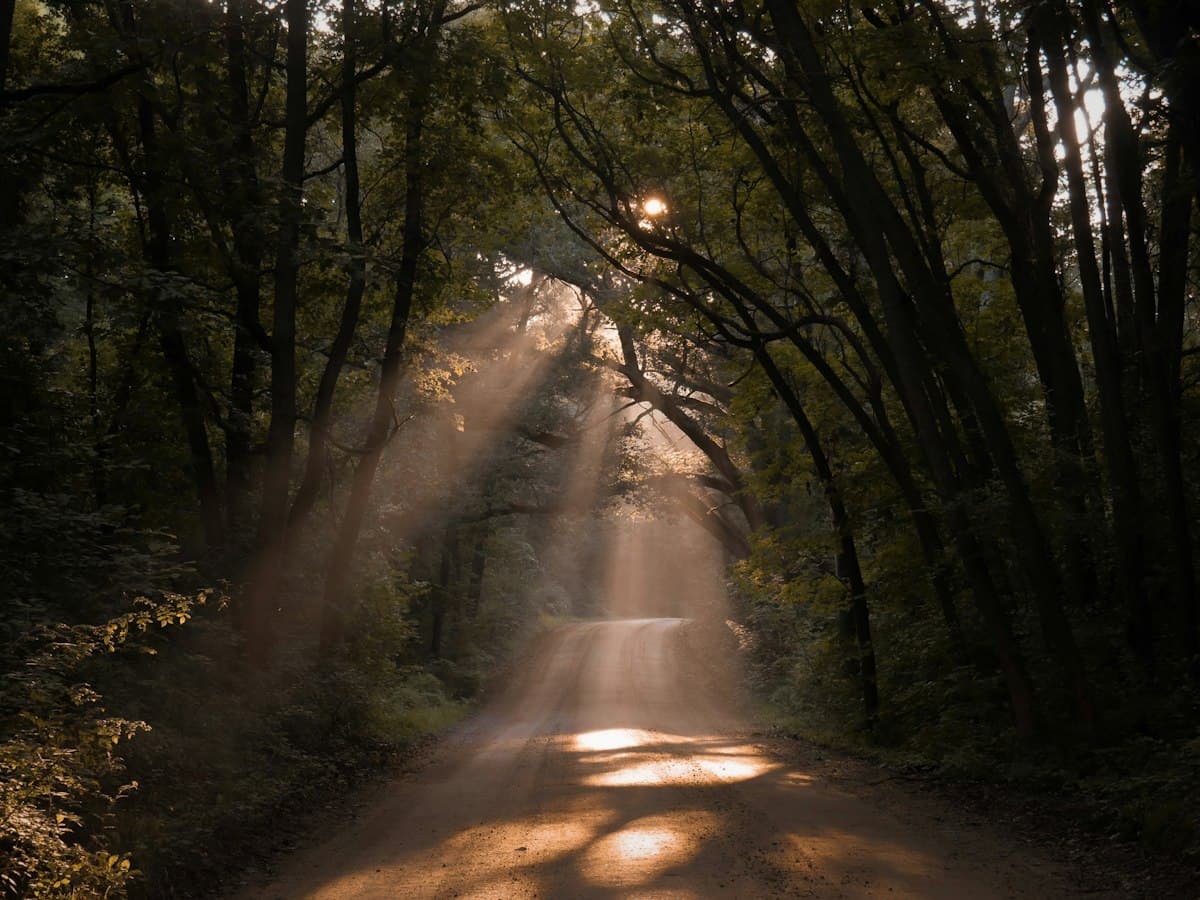 A path leading forward through nature